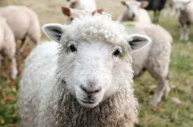 Merino Magic - renewable, biodegradable and lets your bits BREATHE!